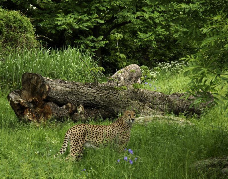 Geparden-Anlage Im Kölner Zoo